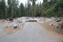 Lodgepole Sequoia 171