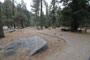 Lodgepole Sequoia 172