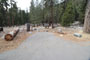 Lodgepole Sequoia 178