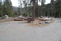 Lodgepole Sequoia 179
