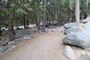 Lodgepole Sequoia 183