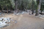 Lodgepole Sequoia 184