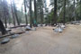 Lodgepole Sequoia 185
