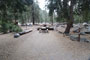 Lodgepole Sequoia 187