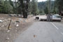 Lodgepole Sequoia 188A