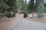 Lodgepole Sequoia 190