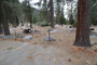 Lodgepole Sequoia 192