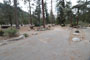 Lodgepole Sequoia 195