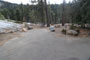 Lodgepole Sequoia 198