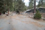 Lodgepole Sequoia 199