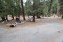 Lodgepole Sequoia 200