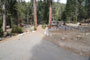 Lodgepole Sequoia 202