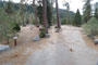 Lodgepole Sequoia 204