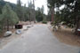 Lodgepole Sequoia 205