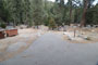 Lodgepole Sequoia 206