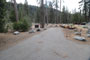 Lodgepole Sequoia 208