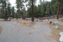 Lodgepole Sequoia 209