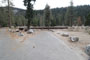 Lodgepole Sequoia 212