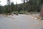 Lodgepole Sequoia 213