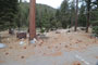 Lodgepole Sequoia 214