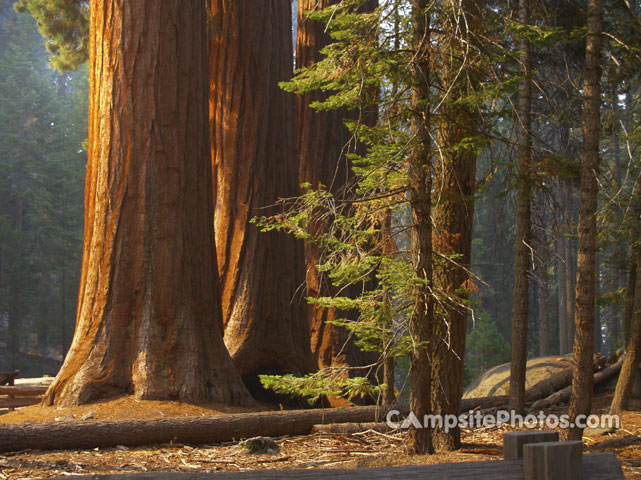 Sequoia Giganta