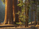 Sequoia Giganta