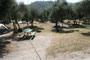 Lake Piru Olive Grove Campground 045