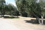 Lake Piru Olive Grove Campground 055