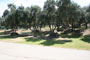 Lake Piru Olive Grove Campground 069