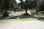 Lake Piru Olive Grove Campground 112