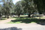 Lake Piru Olive Grove Campground 163