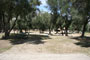 Lake Piru Olive Grove Campground 181