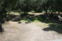 Lake Piru Olive Grove Campground 194