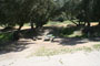 Lake Piru Olive Grove Campground 196