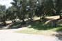 Lake Piru Olive Grove Campground 198