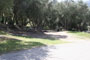 Lake Piru Olive Grove Campground 199