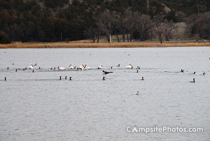 Lake Ogallala Birds