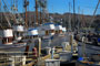 Bodega Bay Fishing Boats