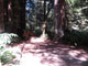 Del Norte Coast Redwoods State Park Mill Creek Campground 031