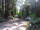 Del Norte Coast Redwoods State Park Mill Creek Campground 032