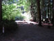 Del Norte Coast Redwoods State Park Mill Creek Campground 050
