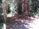 Del Norte Coast Redwoods State Park Mill Creek Campground 145