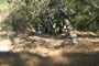 Mount Diablo State Park Live Oak 014
