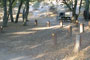 Mount Diablo State Park Live Oak 018