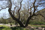 Point Mugu State Park Sycamore Canyon Sycamore Tree