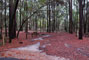 Suwannee Fluss State Park 004