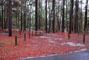 Suwannee River State Park 005