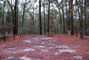 Suwannee River State Park 009