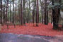 Parc d'état de Suwannee River 012