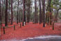 Parc d'état de Suwannee River 013